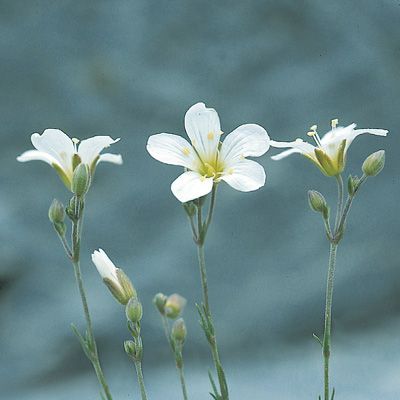 Minuartia laricifolia (L.) Schinz & Thell., © 2022, Konrad Lauber – Flora Helvetica – Haupt Verlag