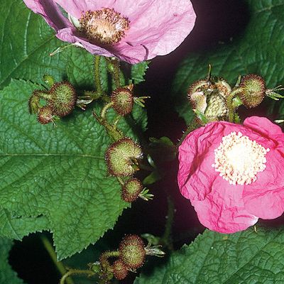 Rubus odoratus L., © 2022, Konrad Lauber – Flora Helvetica – Haupt Verlag
