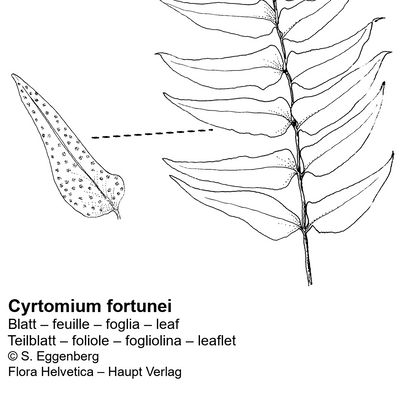 Cyrtomium fortunei J. Sm., © 2022, Stefan Eggenberg – Flora Vegetativa - Haupt Verlag