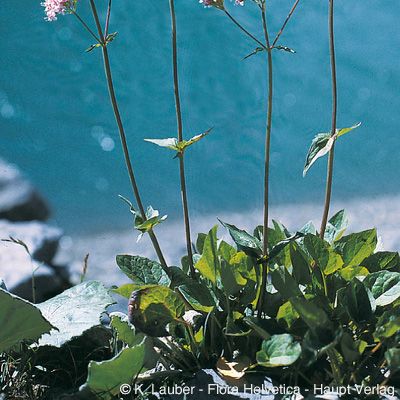 Valeriana montana L., © 2022, Konrad Lauber – Flora Helvetica – Haupt Verlag