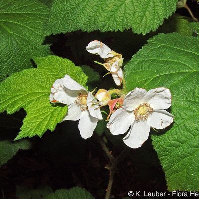 Rubus parviflorus Nutt., © 2022, Michael Hassler – Flora Helvetica – Haupt Verlag