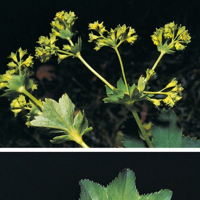 Alchemilla glabra aggr., © 2022, Konrad Lauber – Flora Helvetica – Haupt Verlag