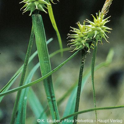 Carex flava L., © 2022, Konrad Lauber – Flora Helvetica – Haupt Verlag