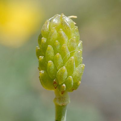 Ranunculus gramineus L., © 2008, Beat Bäumler – St-Léonard (VS)