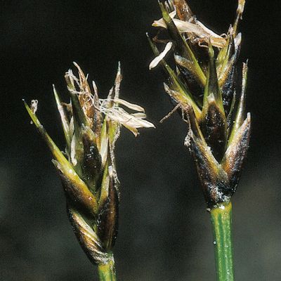 Carex microglochin Wahlenb., © 2022, Konrad Lauber – Flora Helvetica – Haupt Verlag