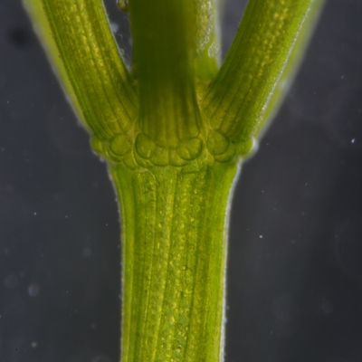 Chara globularis Thuill., © 2022, A. Boissezon – Les caractères constants de C. globularis sont sa cortication triplostique, ses stipulodes rudimentaires en double rang et l’absence d’acicules.