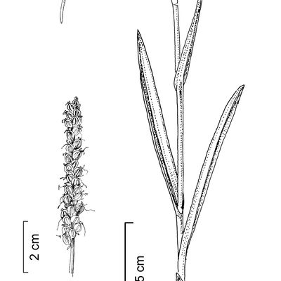 Gymnadenia conopsea (L.) R. Br., 2 December 2022, © 2022, Stefan Eggenberg – Flora Vegetativa - Haupt Verlag