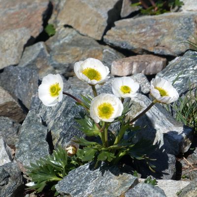 Ranunculus glacialis L., © 2015, R. & P. Bolliger – Valbella (GR)