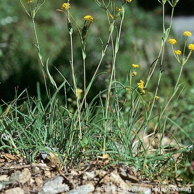 Bupleurum ranunculoides subsp. caricinum (DC.) Arcang., © 2022, Konrad Lauber – Flora Helvetica – Haupt Verlag