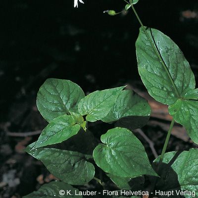 Stellaria nemorum subsp. montana (Pierrat) Berher, © 2022, Konrad Lauber – Flora Helvetica – Haupt Verlag