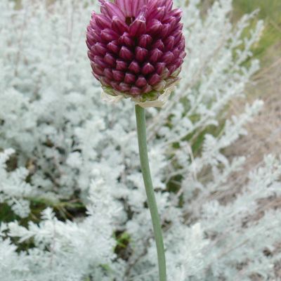 Allium sphaerocephalon L., 6 January 2015, © 2007, Peter Bolliger – Ausserberg