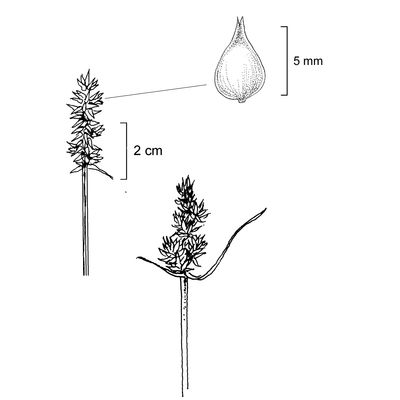Carex otrubae Podp., 7 January 2021, © 2022, Stefan Eggenberg – Flora Vegetativa - Haupt Verlag
