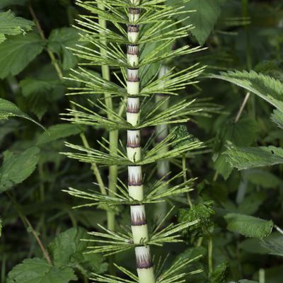 Equisetum telmateia Ehrh., 16 June 2019, © Copyright Françoise Alsaker