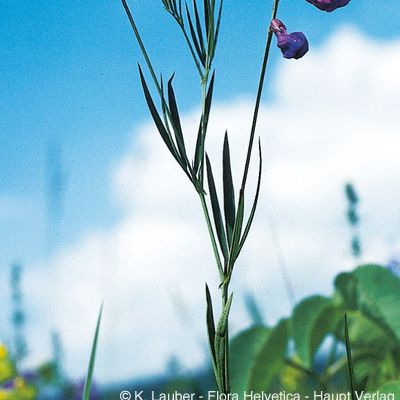 Lathyrus bauhinii P. A. Genty, © 2022, Konrad Lauber – Flora Helvetica – Haupt Verlag