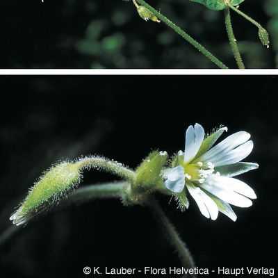 Cerastium fontanum subsp. lucorum (Schur) Soó, © 2022, Konrad Lauber – Flora Helvetica – Haupt Verlag