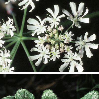 Heracleum austriacum L., © 2022, Konrad Lauber – Flora Helvetica – Haupt Verlag
