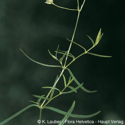 Stellaria longifolia Willd., © 2022, Konrad Lauber – Flora Helvetica – Haupt Verlag
