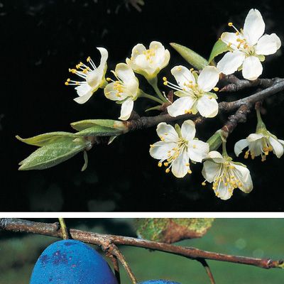 Prunus domestica L. subsp. domestica, © 2022, Konrad Lauber – Flora Helvetica – Haupt Verlag