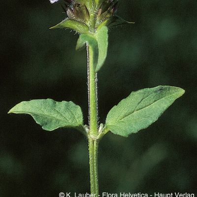 Prunella vulgaris L., © 2022, Konrad Lauber – Flora Helvetica – Haupt Verlag
