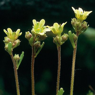 Saxifraga exarata subsp. pseudoexarata (Braun-Blanq.) D. A. Webb, © 2022, Konrad Lauber – Flora Helvetica – Haupt Verlag