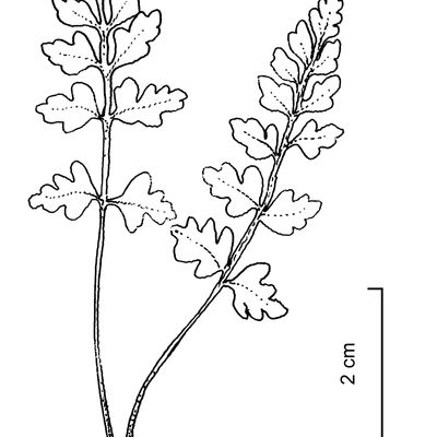 Woodsia pulchella Bertol., © 2022, Stefan Eggenberg – Flora Vegetativa - Haupt Verlag