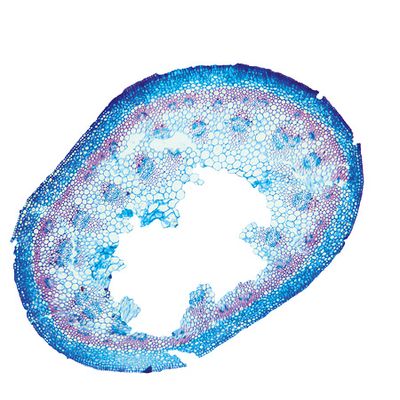 Tofieldia calyculata (L.) Wahlenb., © 2022, Hugo Berger – Stängel, 100x