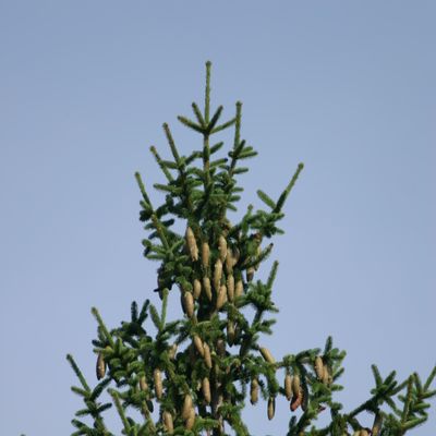 Picea abies (L.) H. Karst., © Copyright Christophe Bornand