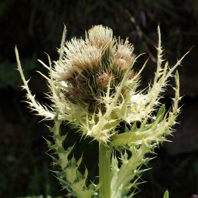 Cirsium spinosissimum (L.) Scop., © 2022, Hugh Knott – Zermatt