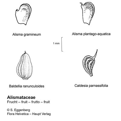 Alisma gramineum Lej., 7 January 2021, © 2022, Stefan Eggenberg – Flora Helvetica – Haupt Verlag, comparison figure