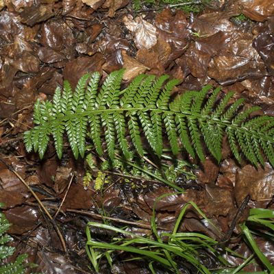 Polystichum aculeatum (L.) Roth, 23 May 2018, © Copyright Françoise Alsaker – Dryopteridaceae