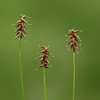 Carex davalliana Sm.