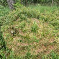 14/18 - © Copyright 2023 Patrice Prunier – VI.2.1.1.3 - Dicrano bergeri-Callunetum vulgaris, Reutlingen CH-BE