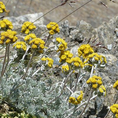 Artemisia glacialis L., 29 January 2015, © 2009, Peter Bolliger – Zermatt