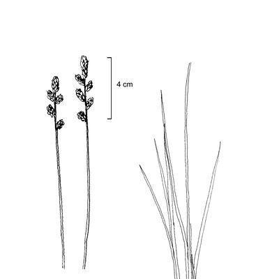 Carex canescens L., 7 January 2021, © 2022, Sacha Wettstein – Flora Vegetativa - Haupt Verlag