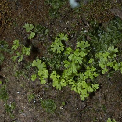 Anogramma leptophylla (L.) Link, 28 March 2019, © Copyright Françoise Alsaker