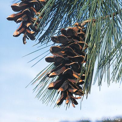 Pinus strobus L., © 2022, Konrad Lauber – Flora Helvetica – Haupt Verlag