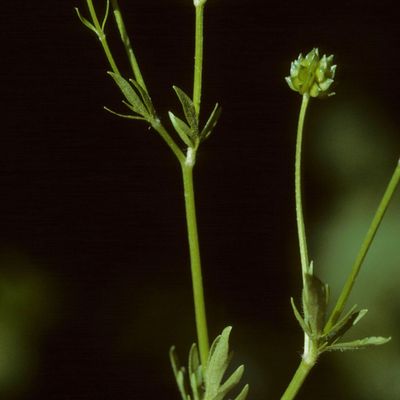 Ranunculus sardous Crantz, © Copyright Christophe Bornand
