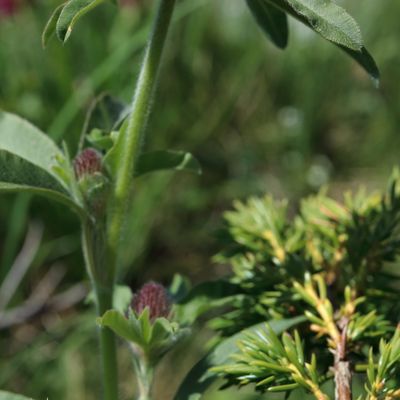 Trifolium alpestre L., © 2022, Hugh Knott – Zermatt