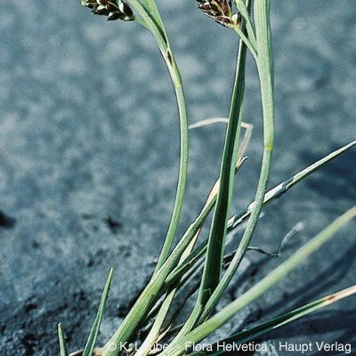 Carex bicolor All., © 2022, Konrad Lauber – Flora Helvetica – Haupt Verlag