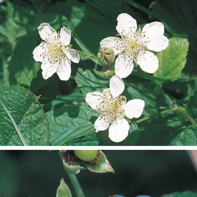 Rubus caesius L., © 2022, Konrad Lauber – Flora Helvetica – Haupt Verlag