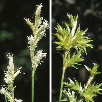 Carex brizoides L., © 2022, Konrad Lauber – Flora Helvetica – Haupt Verlag