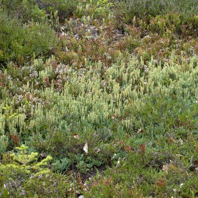 Diphasiastrum ×oellgaardii Stoor & al., 30 July 2019, © Copyright Françoise Alsaker