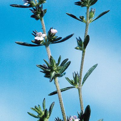 Satureja hortensis L., © 2022, Konrad Lauber – Flora Helvetica – Haupt Verlag