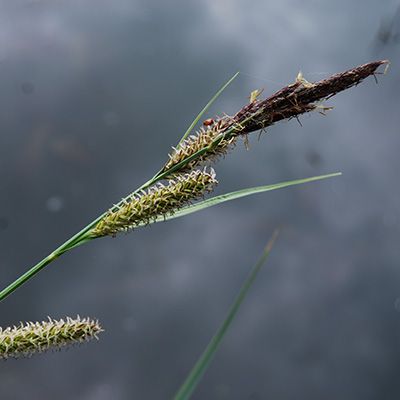 Carex acutiformis Ehrh., 29 April 2015, © 2015, Jonas Frei – Kleinandelfingen