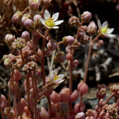 Sedum dasyphyllum L., © 2022, Hugh Knott – Zermatt