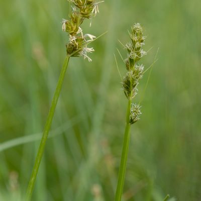 Carex otrubae Podp., 8 June 2008, © 2022, Philippe Juillerat