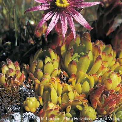 Sempervivum montanum L., © 2022, Konrad Lauber – Flora Helvetica – Haupt Verlag