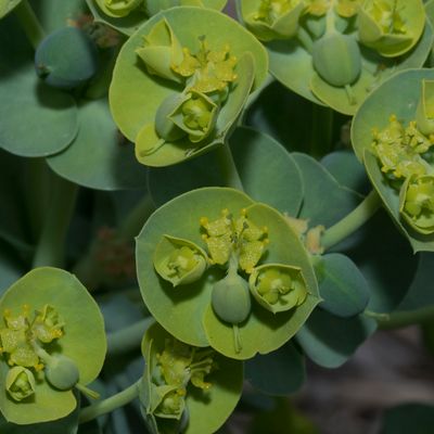 Euphorbia myrsinites L., 23 April 2018, © Copyright Françoise Alsaker – Euphorbiaceae