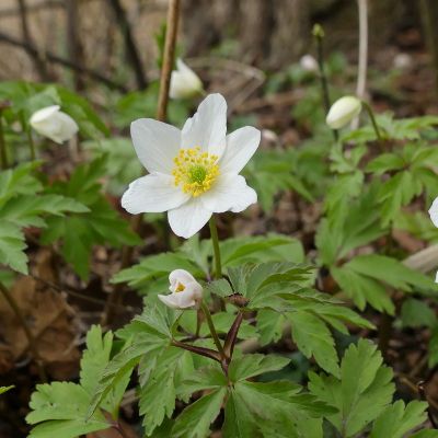 Anemone nemorosa L., 19 March 2017, © 2017, Peter Bolliger – Uster (ZH)