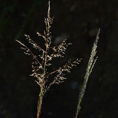 Eragrostis mexicana (Hornem.) Link, © 2022, Christophe Bornand – Flora Helvetica – Haupt Verlag